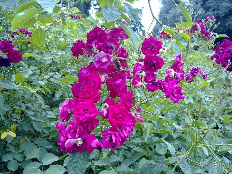 Крым. Никитский ботанический сад