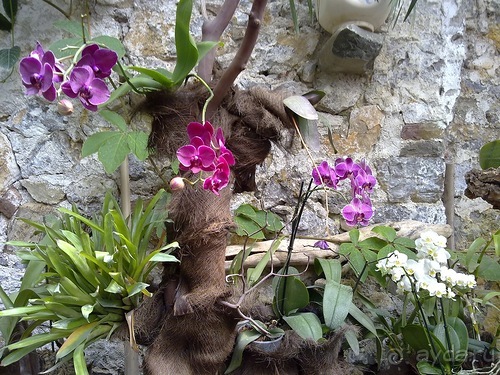 Крым. Никитский ботанический сад