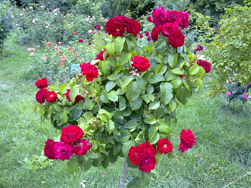 Крым. Никитский ботанический сад