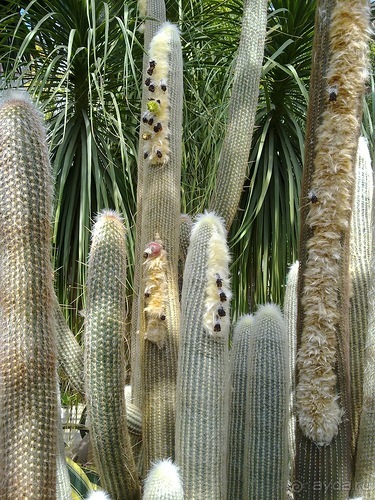 Крым. Никитский ботанический сад