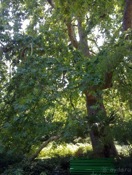 Крым. Никитский ботанический сад