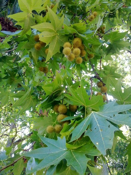 Крым. Никитский ботанический сад