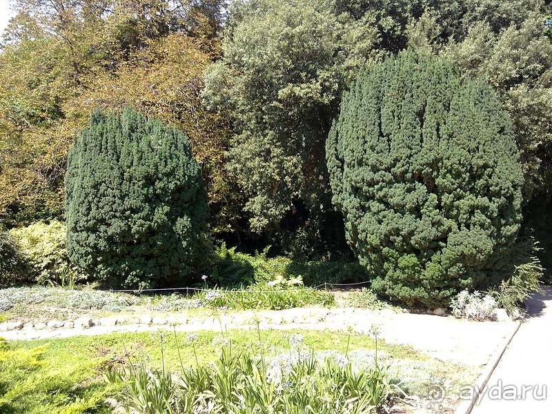 Крым. Никитский ботанический сад