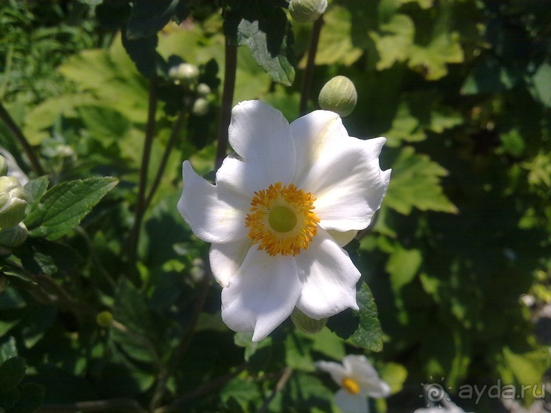 Крым. Никитский ботанический сад