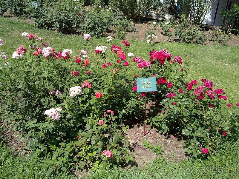 Крым. Никитский ботанический сад