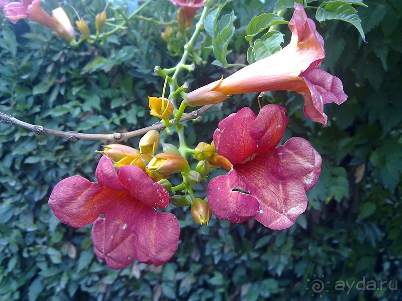 Крым. Никитский ботанический сад