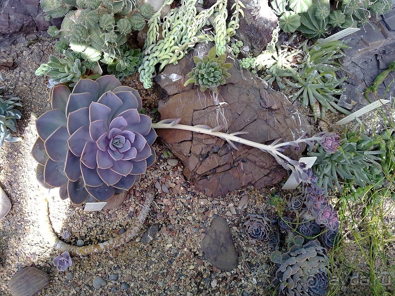 Крым. Никитский ботанический сад