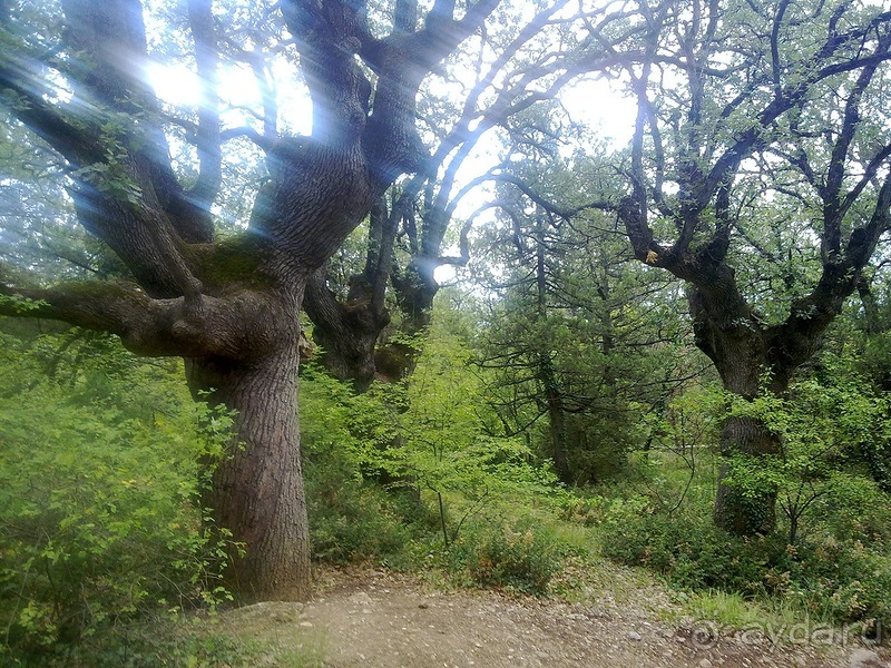 Крым. Никитский ботанический сад