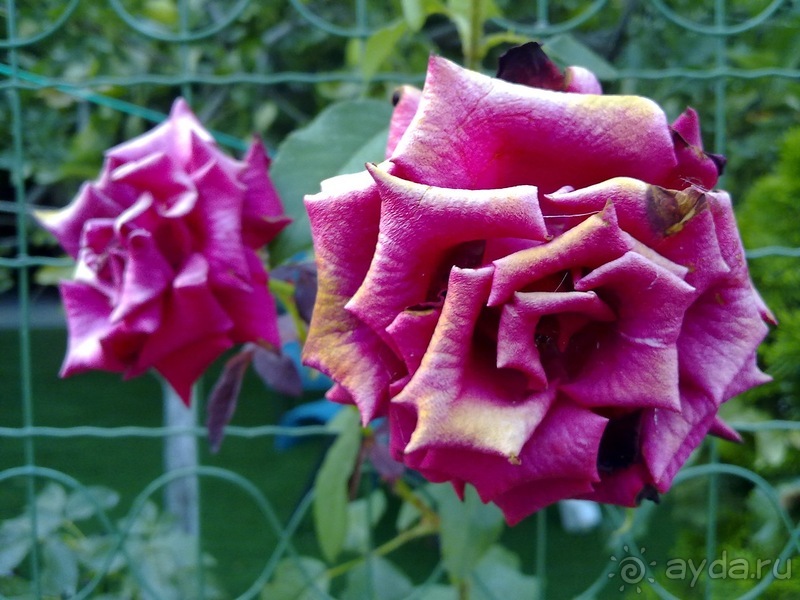 Крым. Никитский ботанический сад