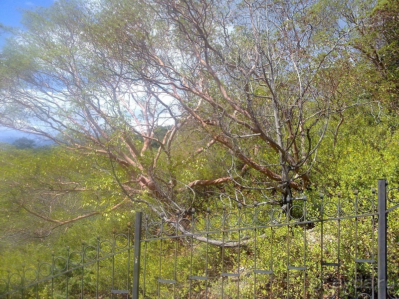 Крым. Никитский ботанический сад