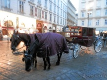 Альбом отзыва "Вена - начало поездки"