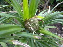 Таиланд, до свидания! Отпуск кончился.