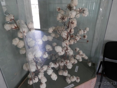 Последний день в Бухаре