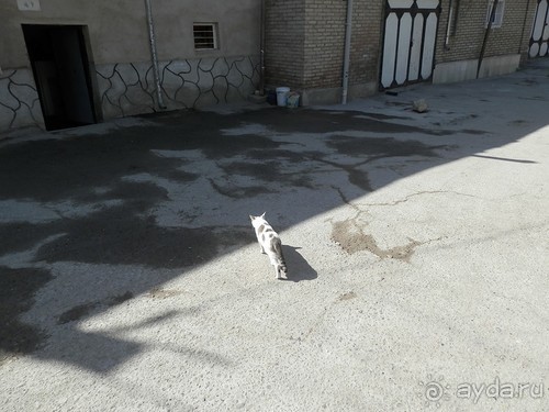 Последний день в Бухаре