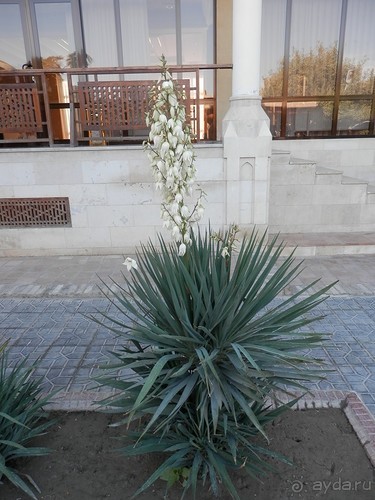 Последний день в Бухаре