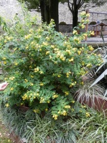 Соборы и музеи Бергамо