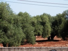 Лечче - барокко южной Италии