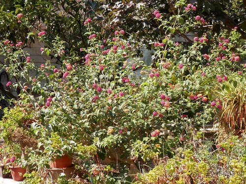 Лечче - барокко южной Италии