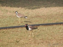 Джайпур - Фатехпур Сикри