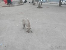 Джайпур - Фатехпур Сикри