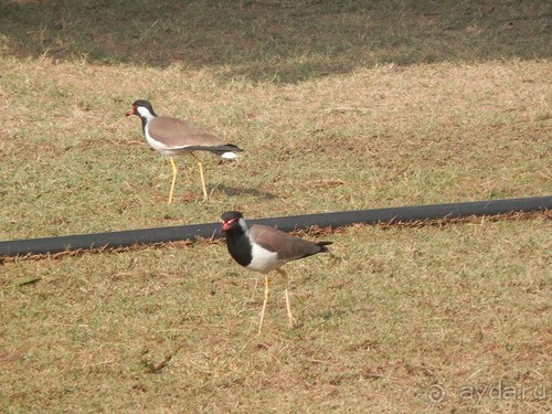 Джайпур - Фатехпур Сикри