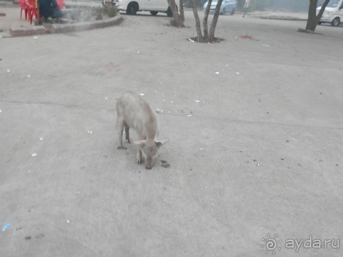 Джайпур - Фатехпур Сикри