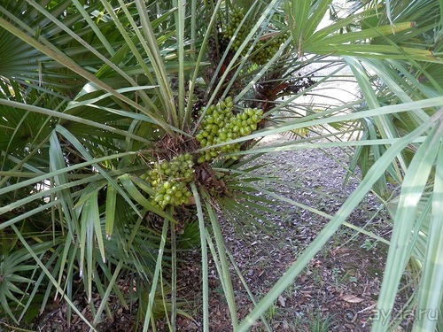 Chiavari - маленькая Болонья, только лучше