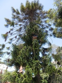 Chiavari - маленькая Болонья, только лучше