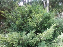 Chiavari - маленькая Болонья, только лучше