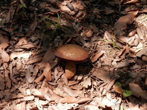 Chiavari - маленькая Болонья, только лучше