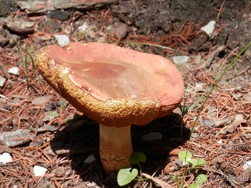 Chiavari - маленькая Болонья, только лучше