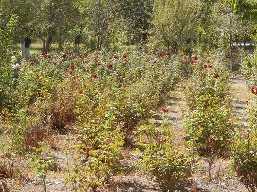 Альбом отзыва "Загородная резиденция Бухарского эмира"