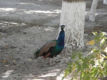 Загородная резиденция Бухарского эмира