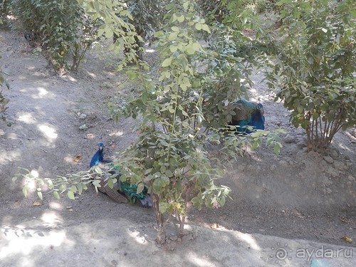 Загородная резиденция Бухарского эмира