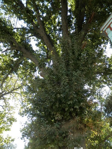 Загородная резиденция Бухарского эмира