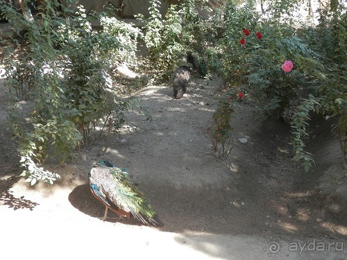 Загородная резиденция Бухарского эмира