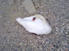 Сирмионе, день первый