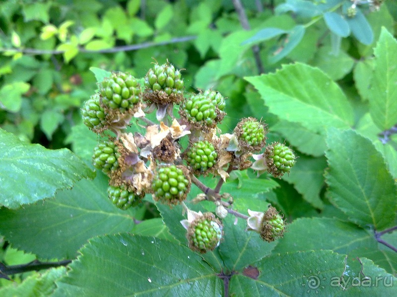 Сирмионе, день первый