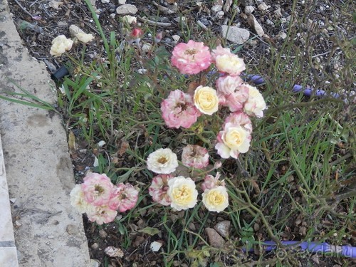 Продолжаю прогулку по Иерусалиму