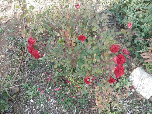 Продолжаю прогулку по Иерусалиму