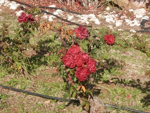 Продолжаю прогулку по Иерусалиму