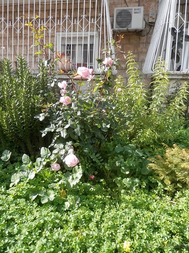 Продолжаю прогулку по Иерусалиму