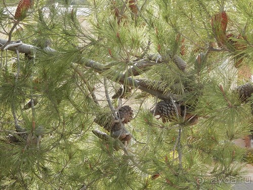 Продолжаю прогулку по Иерусалиму