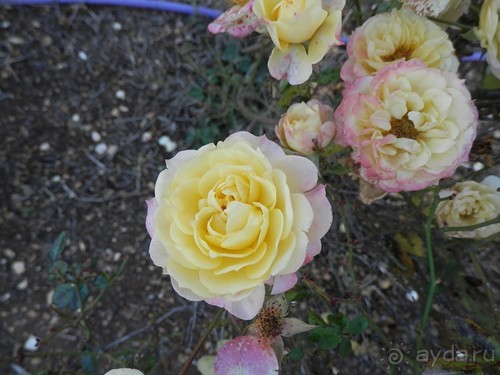 Продолжаю прогулку по Иерусалиму