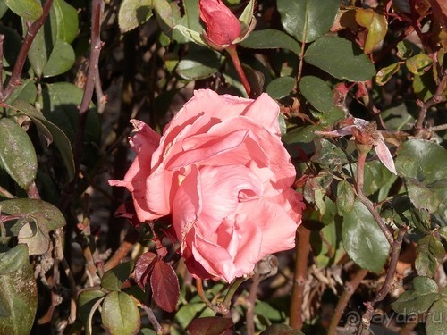 Продолжаю прогулку по Иерусалиму