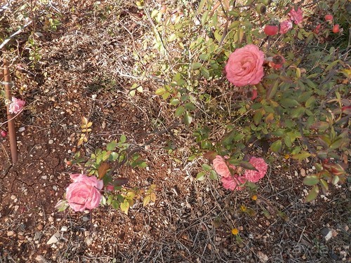 Продолжаю прогулку по Иерусалиму