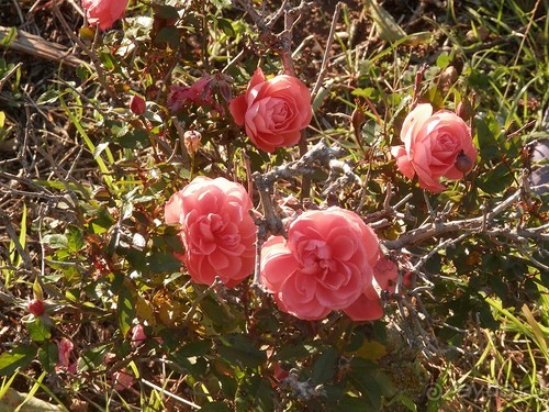 Продолжаю прогулку по Иерусалиму