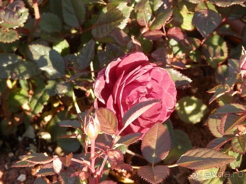 Продолжаю прогулку по Иерусалиму