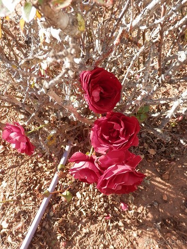 Продолжаю прогулку по Иерусалиму