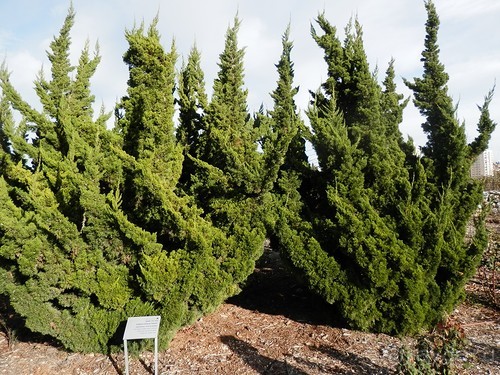 Продолжаю прогулку по Иерусалиму